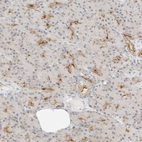Immunohistochemical staining of human pancreas shows strong membranous positivity in exocrine glandular cells.