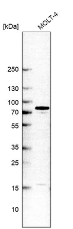 Western blot analysis in human cell line MOLT-4.