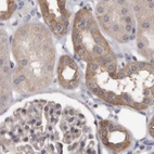 Immunohistochemical staining of human kidney using Anti-UFC1 antibody HPA027481.