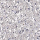 Immunohistochemical staining of human liver using Anti-UFC1 antibody HPA027481.