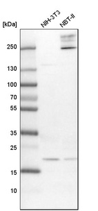 Western blot analysis in mouse cell line NIH-3T3 and rat cell line NBT-II.