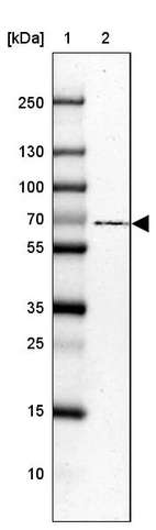 Lane 1: Marker [kDa] 250, 130, 100, 70, 55, 35, 25, 15, 10_br/_Lane 2: Human cell line CACO-2