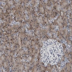 Immunohistochemical staining of human pancreas shows strong cytoplasmic positivity in exocrine glandular cells.