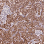 Immunohistochemical staining of human pancreas shows high expression.