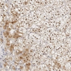 Anti-POLR3C Antibody