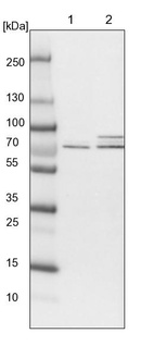 Lane 1: NIH-3T3 cell lysate (Mouse embryonic fibroblast cells)_br/_Lane 2: NBT-II cell lysate (Rat Wistar bladder tumour cells)
