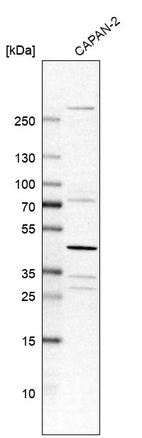 Western blot analysis in human cell line CAPAN-2.
