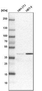 Western blot analysis in mouse cell line NIH-3T3 and rat cell line NBT-II.