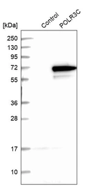 Anti-POLR3C Antibody