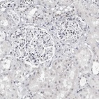 Anti-VEZF1 Antibody