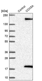 Western blot analysis in control (vector only transfected HEK293T lysate) and COX5A over-expression lysate (Co-expressed with a C-terminal myc-DDK tag (~3.1 kDa) in mammalian HEK293T cells, LY418109).
