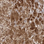 Immunohistochemical staining of human adrenal gland shows high expression.