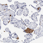 Anti-FGG Antibody