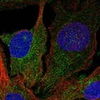 Immunofluorescent staining of human cell line U-2 OS shows localization to cytosol.
