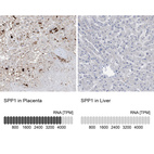 Anti-SPP1 Antibody