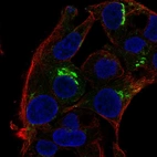 Immunofluorescent staining of human cell line Hep G2 shows localization to the Golgi apparatus.