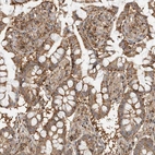 Anti-ANXA11 Antibody