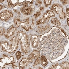 Immunohistochemical staining of human kidney shows moderate cytoplasmic positivity in cells in tubules.