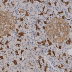 Immunohistochemical staining of human pancreas shows strong cytoplasmic positivity in intercalated ducts.