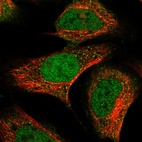 Immunofluorescent staining of human cell line U-2 OS shows localization to nucleoplasm & cytosol.