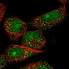 Immunofluorescent staining of human cell line U-251 MG shows localization to nucleus, nucleoli & vesicles.