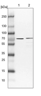 Lane 1: NIH-3T3 cell lysate (Mouse embryonic fibroblast cells)_br/_Lane 2: NBT-II cell lysate (Rat Wistar bladder tumour cells)
