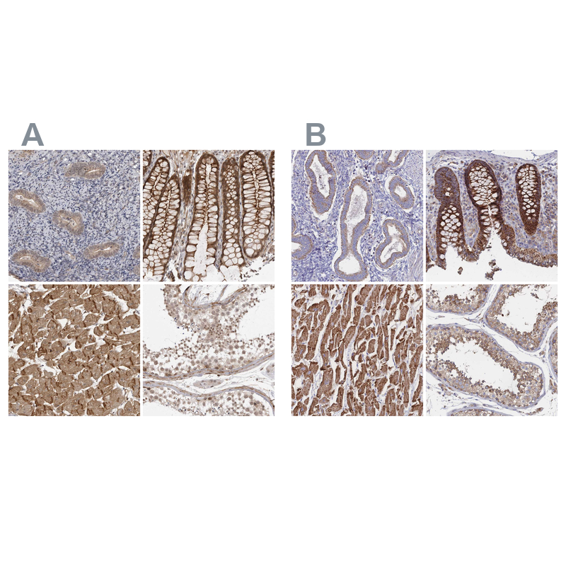 Anti-SORBS1 Antibody