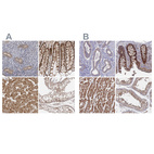 Anti-SORBS1 Antibody