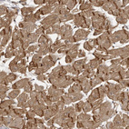 Immunohistochemical staining of human cerebral cortex using Anti-SORBS1 antibody HPA027559.