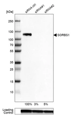 Western blot analysis in Caco-2 cells transfected with control siRNA, target specific siRNA probe #1 and #2, using Anti-SORBS1 antibody. Remaining relative intensity is presented. Loading control: Anti-GAPDH.