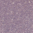 Immunohistochemical staining of human tonsil shows low expression as expected.