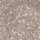 Immunohistochemical staining of human tonsil shows strong nuclear positivity in germinal and non-germinal center cells.