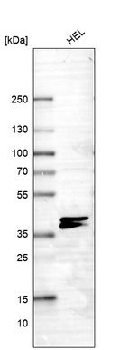 Anti-RNF220 Antibody