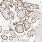 Immunohistochemical staining of human placenta shows high expression.