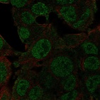 Anti-NEDD8 Antibody