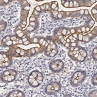 Immunohistochemical staining of human small intestine shows high expression.