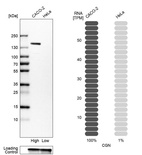 Western blot analysis in human cell lines Caco-2 and HeLa using Anti-CGN antibody. Corresponding CGN RNA-seq data are presented for the same cell lines. Loading control: Anti-GAPDH.