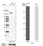 Western blot analysis in human cell lines Caco-2 and HeLa using Anti-CGN antibody. Corresponding CGN RNA-seq data are presented for the same cell lines. Loading control: Anti-GAPDH.