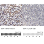 Anti-CGN Antibody