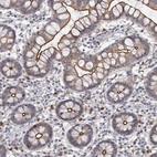 Immunohistochemical staining of human small intestine shows high expression.
