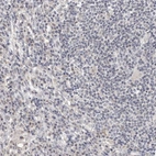 Immunohistochemical staining of human lymph node shows low expression as expected.