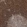 Anti-CASP4 Antibody