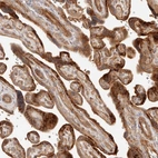 Immunohistochemical staining of human placenta shows strong cytoplasmic positivity in trophoblastic cells.