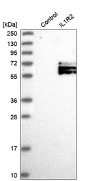 Western blot analysis in control (vector only transfected HEK293T lysate) and IL1R2 over-expression lysate (Co-expressed with a C-terminal myc-DDK tag (~3.1 kDa) in mammalian HEK293T cells, LY406630).
