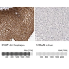 Anti-S100A14 Antibody