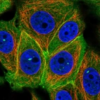Immunofluorescent staining of human cell line MCF7 shows localization to nuclear bodies, plasma membrane, cytosol & cell junctions.