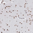 Anti-RNF26 Antibody