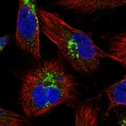 Immunofluorescent staining of human cell line U-251 MG shows localization to the Golgi apparatus & vesicles.
