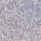 Immunohistochemical staining of human lymph node shows low expression as expected.