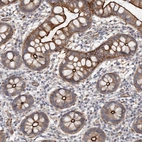 Immunohistochemical staining of human small intestine shows high expression.